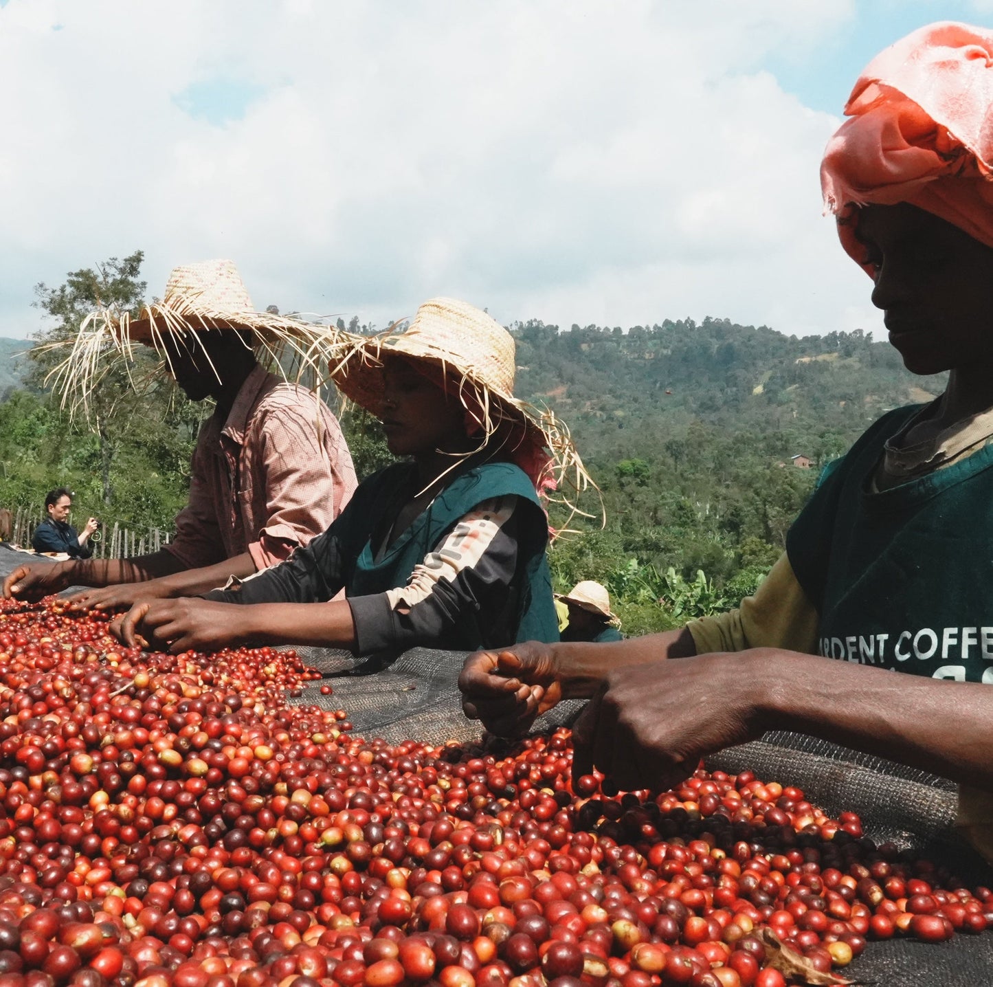 咖啡包 Ardent シャンタ・ゴルバ コラボレーション / 衣索匹亞