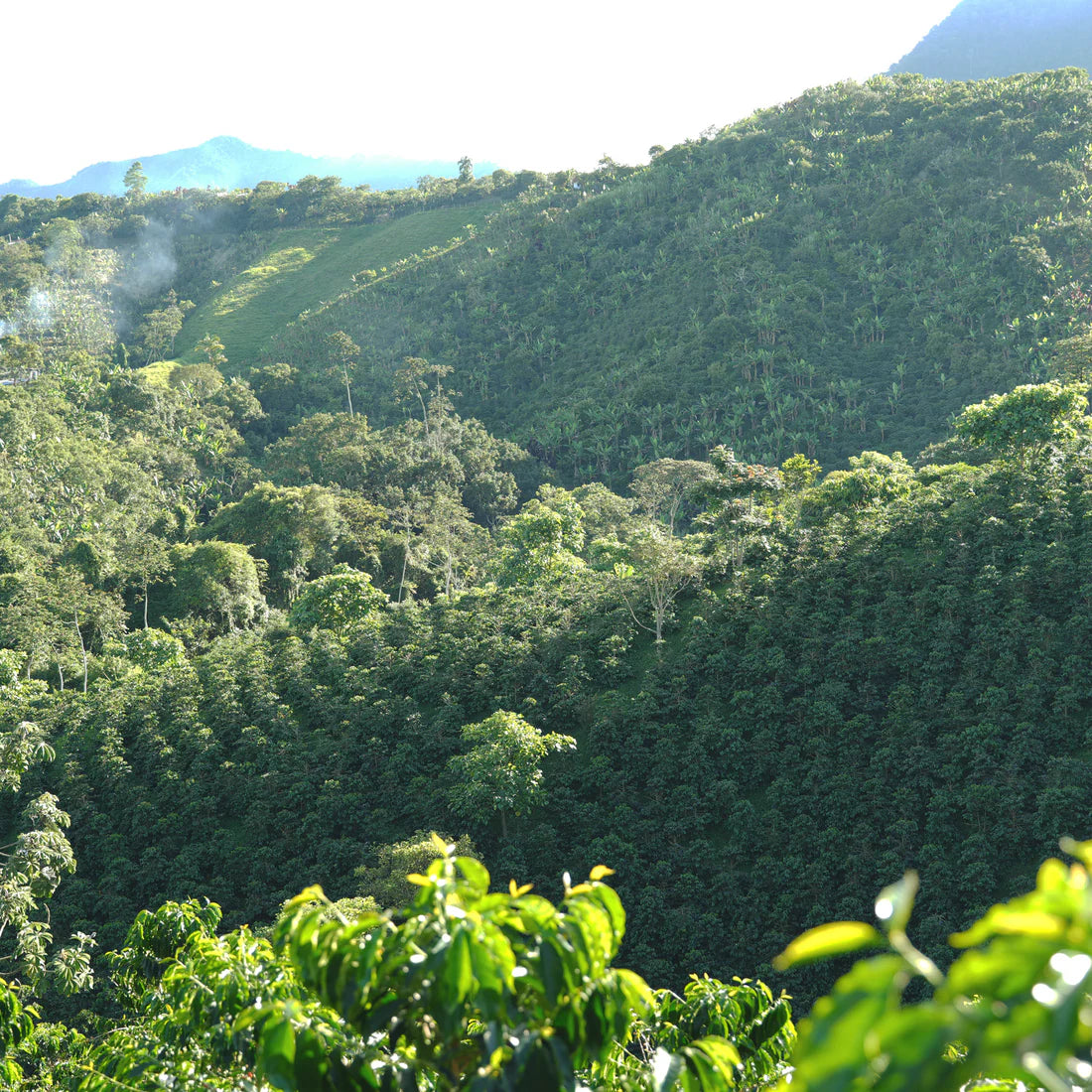 FOREST COFFEE Guamo 厭氧日曬 / 哥倫比亞