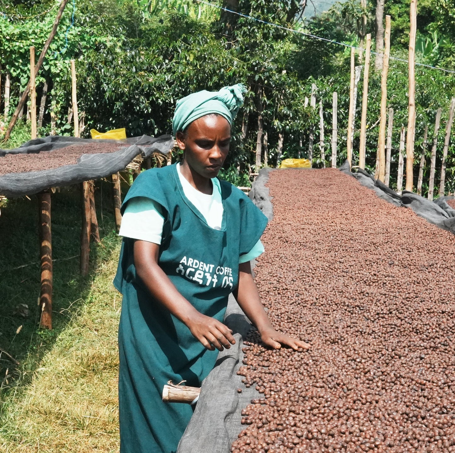 Ardent Idido Washed / 衣索匹亞