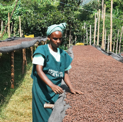 Ardent Idido Washed / 衣索匹亞