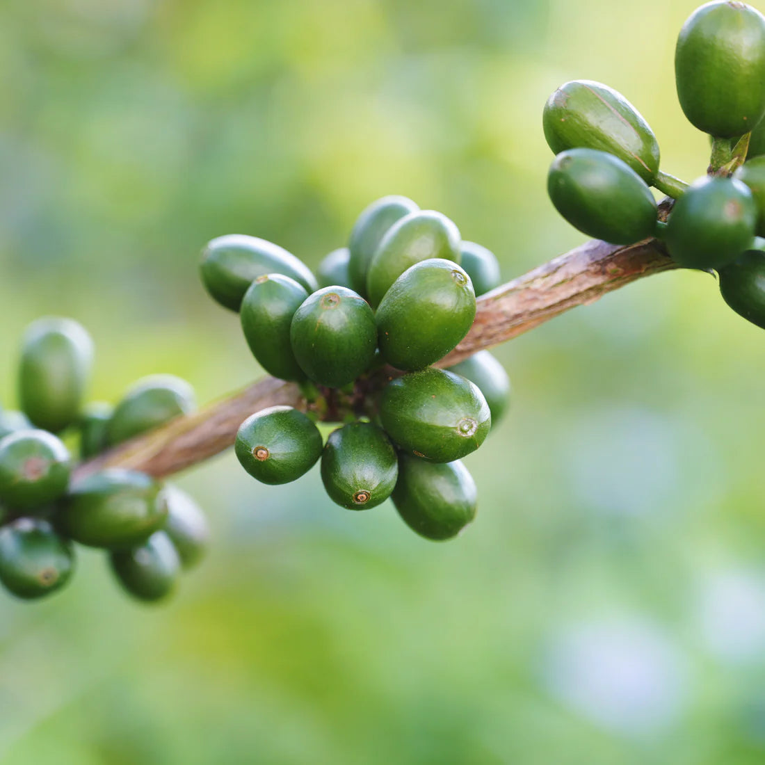 FOREST COFFEE Guamo 厭氧日曬 / 哥倫比亞