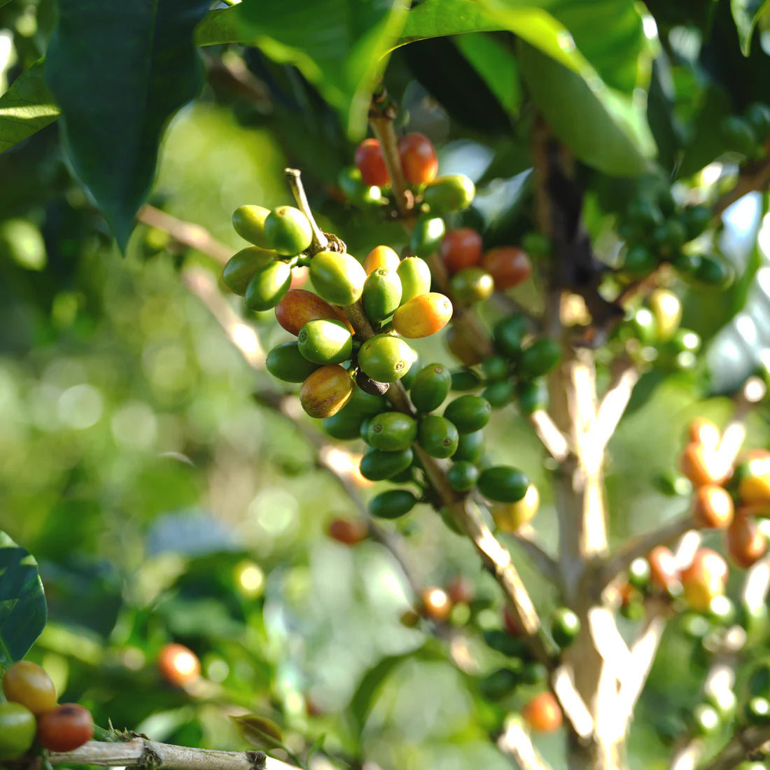 FOREST COFFEE Guamo 厭氧日曬 / 哥倫比亞