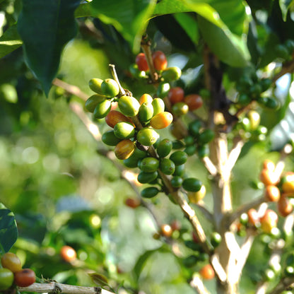 FOREST COFFEE Guamo 厭氧日曬 / 哥倫比亞