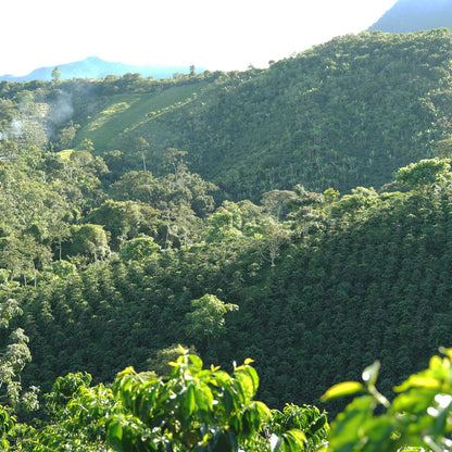 FOREST COFFEE Guamo 厭氧日曬 / 哥倫比亞