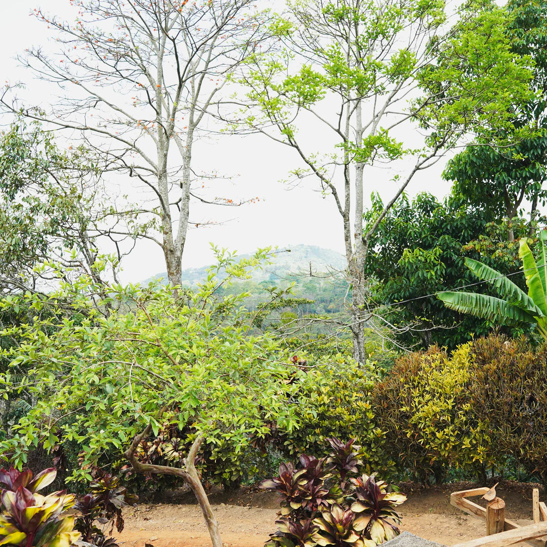 蒙特利瓦諾Monte Livano / 尼加拉瓜