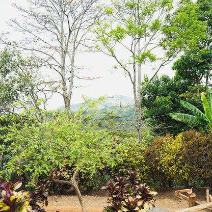 蒙特利瓦諾Monte Livano / 尼加拉瓜