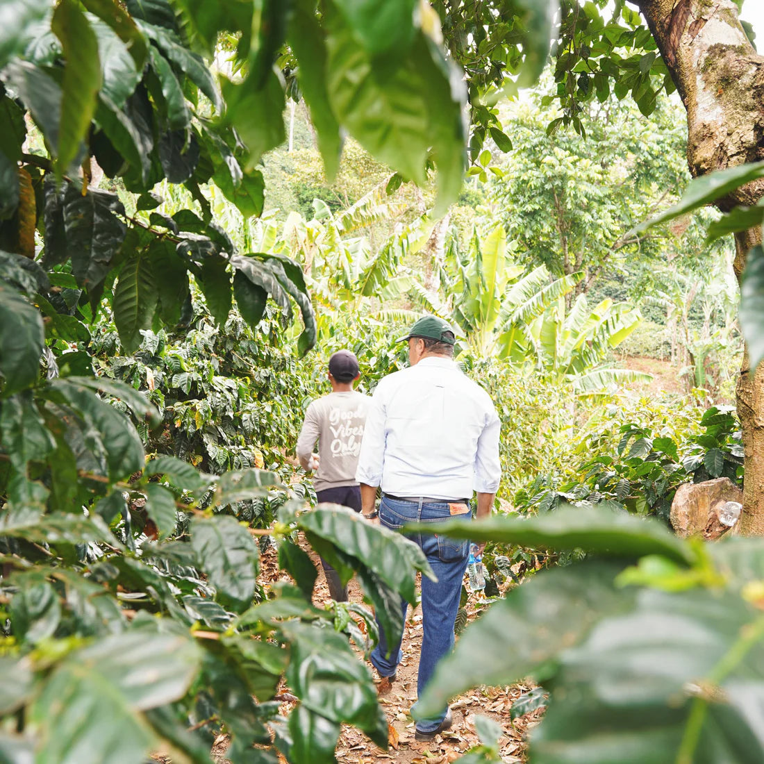 蒙特利瓦諾Monte Livano / 尼加拉瓜