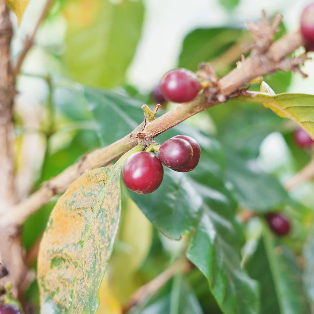 蒙特利瓦諾Monte Livano / 尼加拉瓜