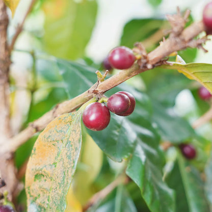 蒙特利瓦諾Monte Livano / 尼加拉瓜