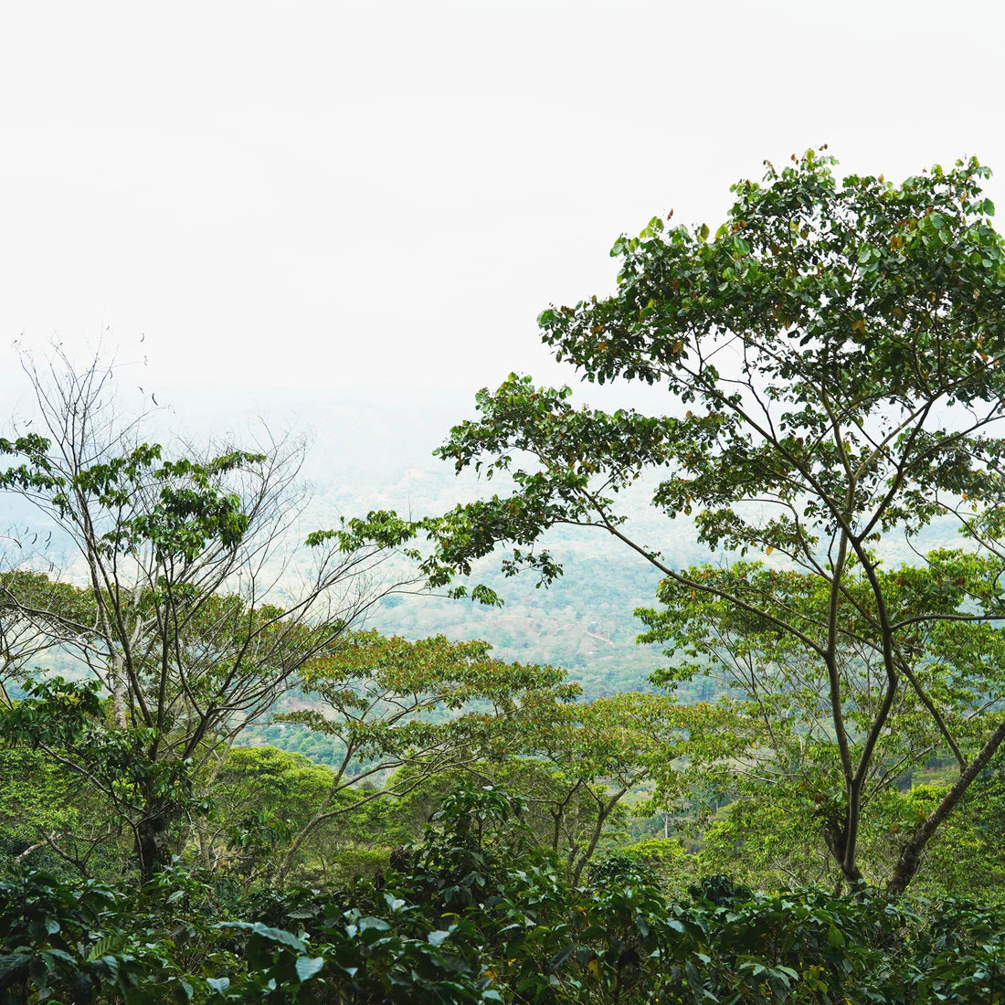 蒙特利瓦諾Monte Livano / 尼加拉瓜