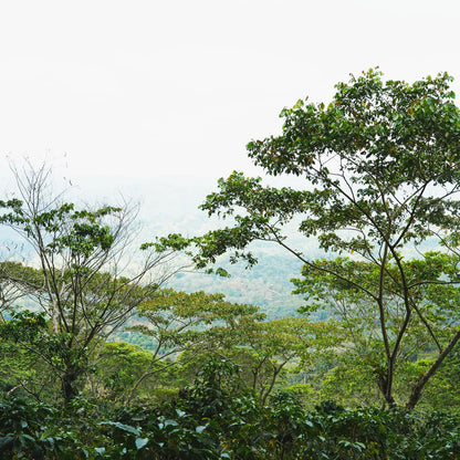 蒙特利瓦諾Monte Livano / 尼加拉瓜