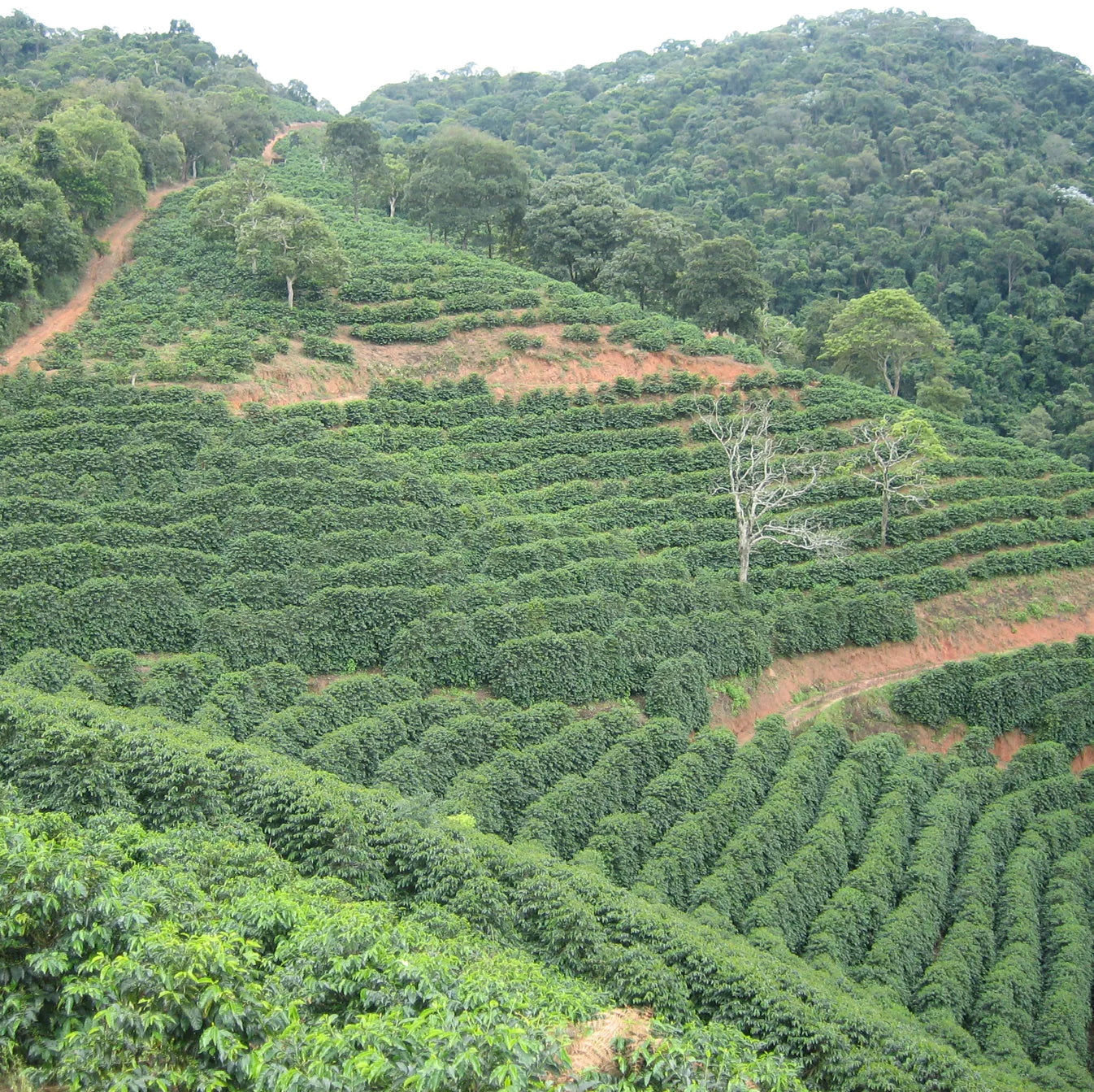 (網路限定) Granja Sao Francisco 半日曬/巴西
