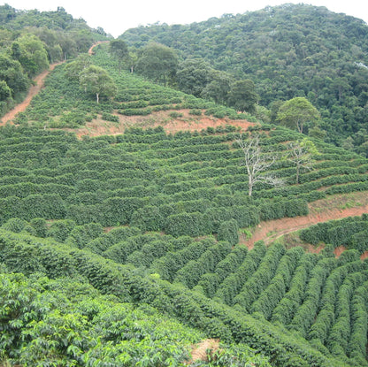 (網路限定) Granja Sao Francisco 半日曬/巴西