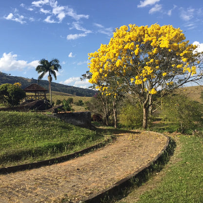 (網路限定) Granja Sao Francisco 半日曬/巴西